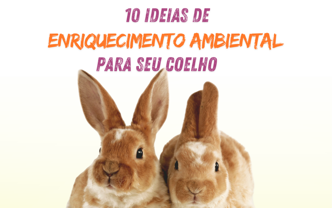 10 ideias de enriquecimento ambiental para coelhos.