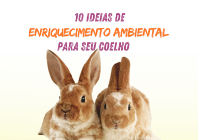 10 ideias de enriquecimento ambiental para coelhos.