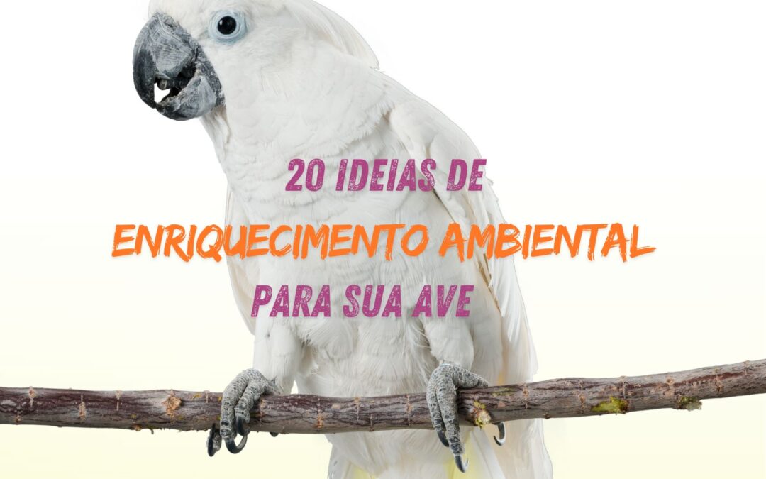 20 ideias de ENRIQUECIMENTO AMBIENTAL para sua ave!