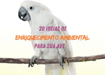 20 ideias de ENRIQUECIMENTO AMBIENTAL para sua ave!