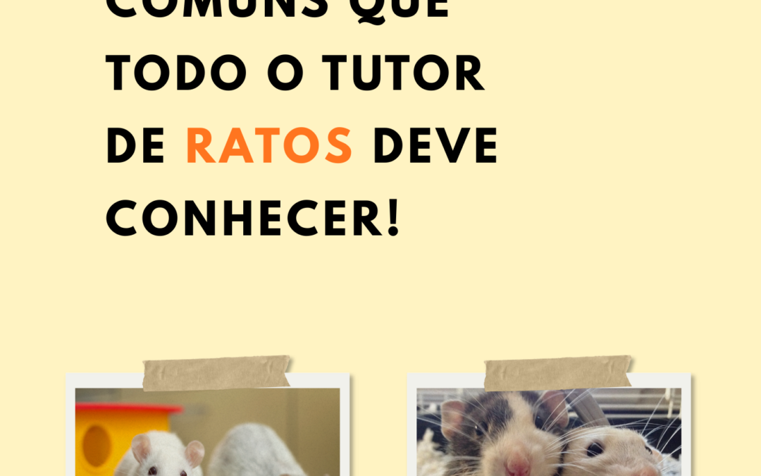 4 doenças comuns que todo Tutor de RATOS deve conhecer!
