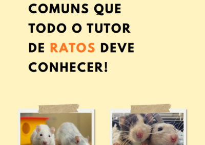 4 doenças comuns que todo Tutor de RATOS deve conhecer!