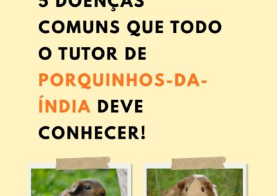 5 doenças comuns que todo o Tutor de PORQUINHO-DA-ÍNDIA deve conhecer.