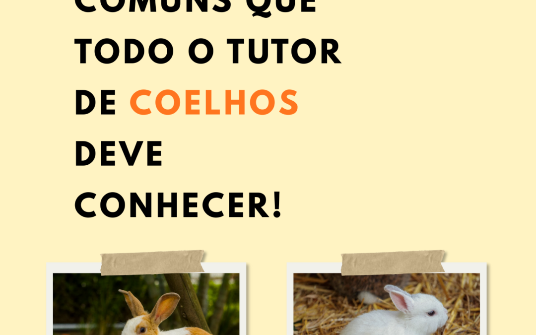 5 Doenças comuns que todo o tutor de COELHOS deve conhecer!