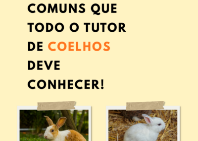 5 Doenças comuns que todo o tutor de COELHOS deve conhecer!