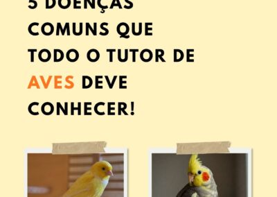 5 doenças comuns que todo o Tutor de AVES deve conhecer.
