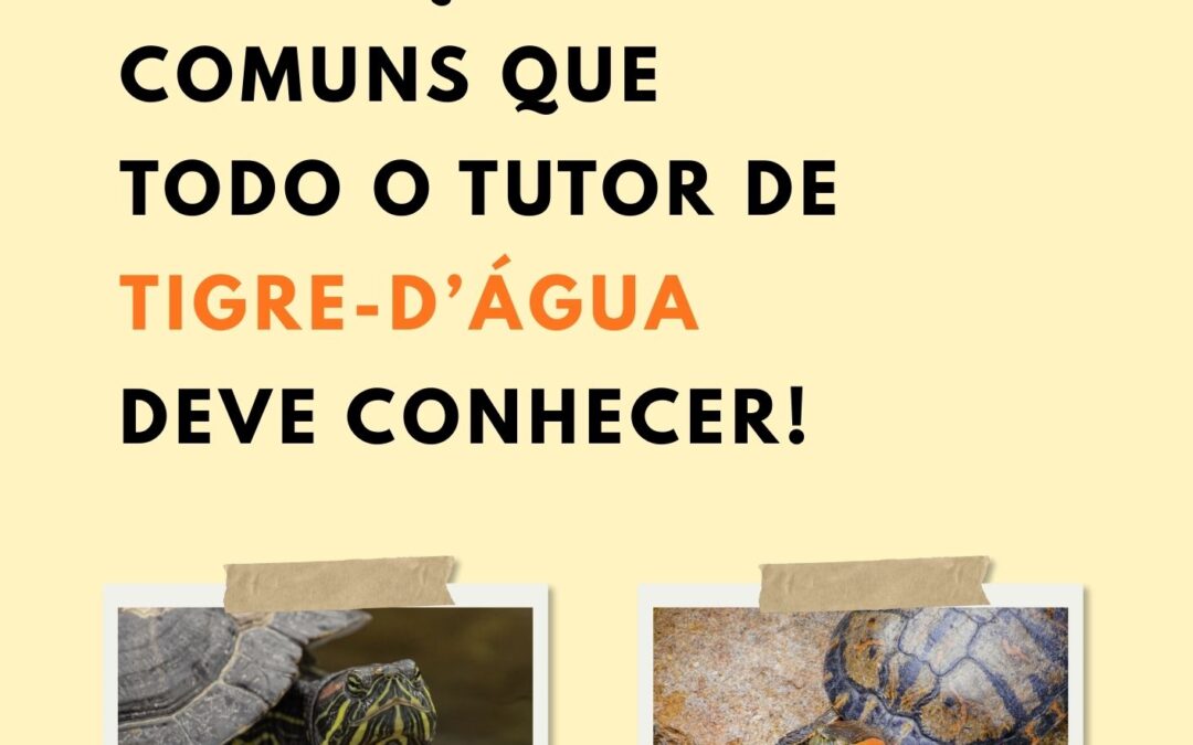 5 doenças comuns que todo o Tutor de TIGRE D’ÁGUA  deve conhecer.