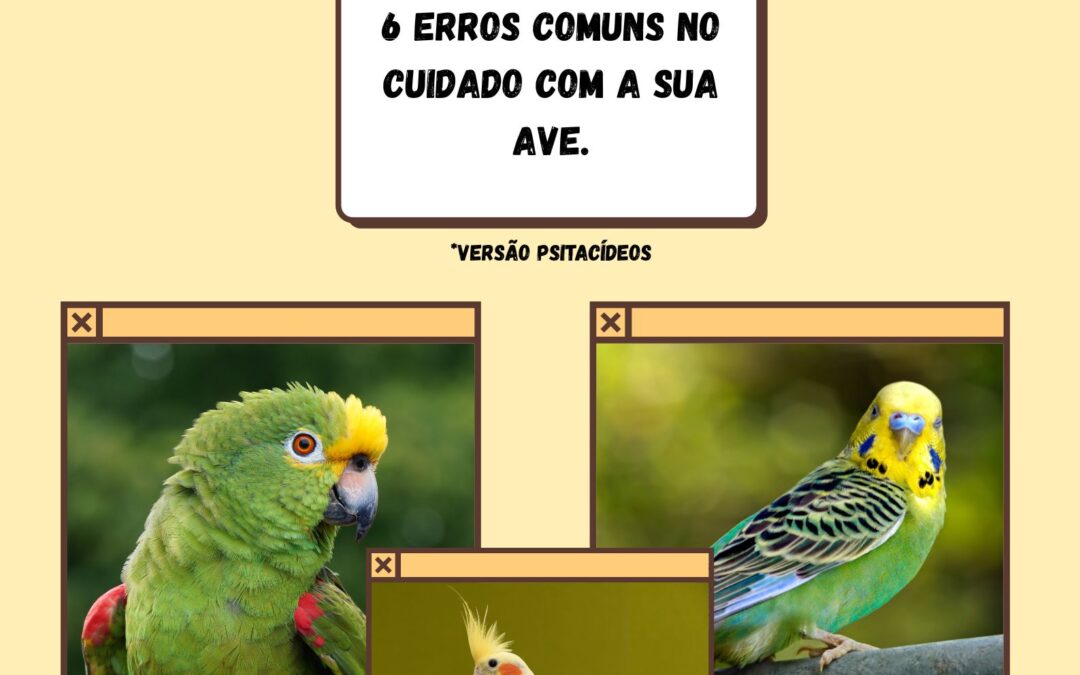 6 erros comuns no cuidado com AVES.