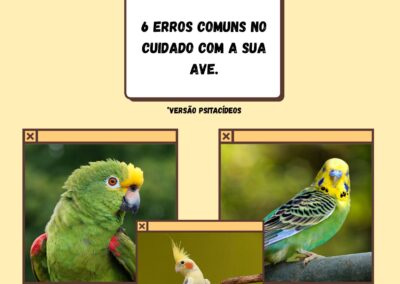 6 erros comuns no cuidado com AVES.