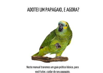 Adotei um PAPAGAIO, e agora?