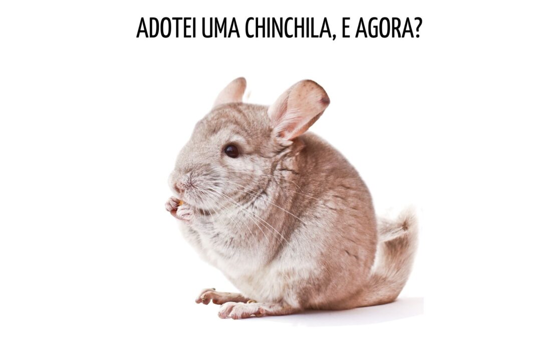 Adotei uma CHINCHILA. E agora?