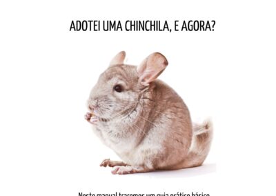 Adotei uma CHINCHILA. E agora?