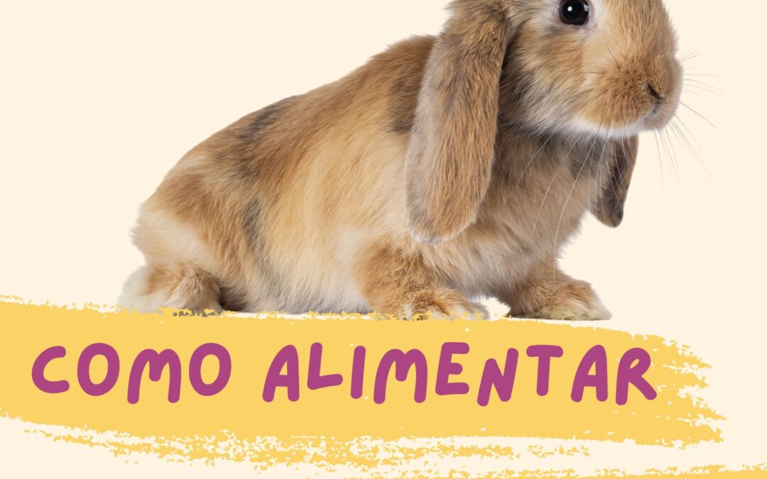 Como alimentar meu COELHO