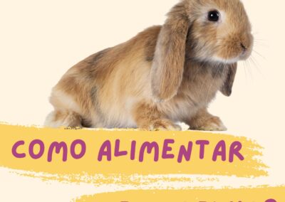 Como alimentar meu COELHO