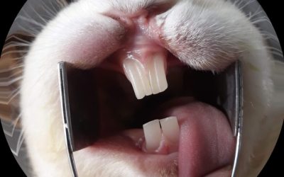 Você sabia que o dente do seu coelho cresce a vida toda?