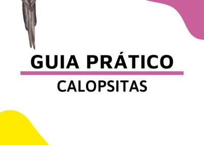 Guia Prático – Calopsitas