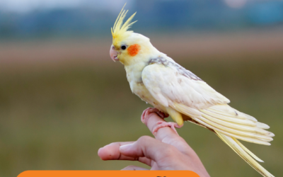 PREVENÇÃO EM AVES: você está fazendo o suficiente pelo seu pet?