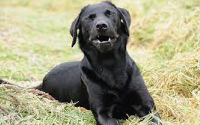 Alergias Respiratórias em cães e gatos
