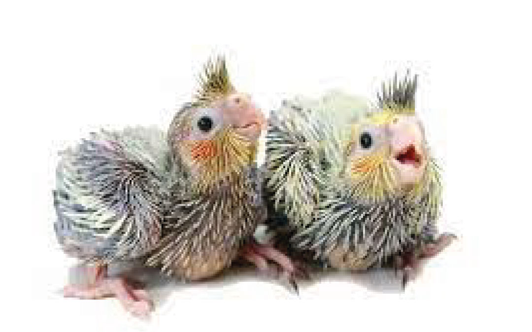 Bebês CALOPSITA: 5 curiosidades