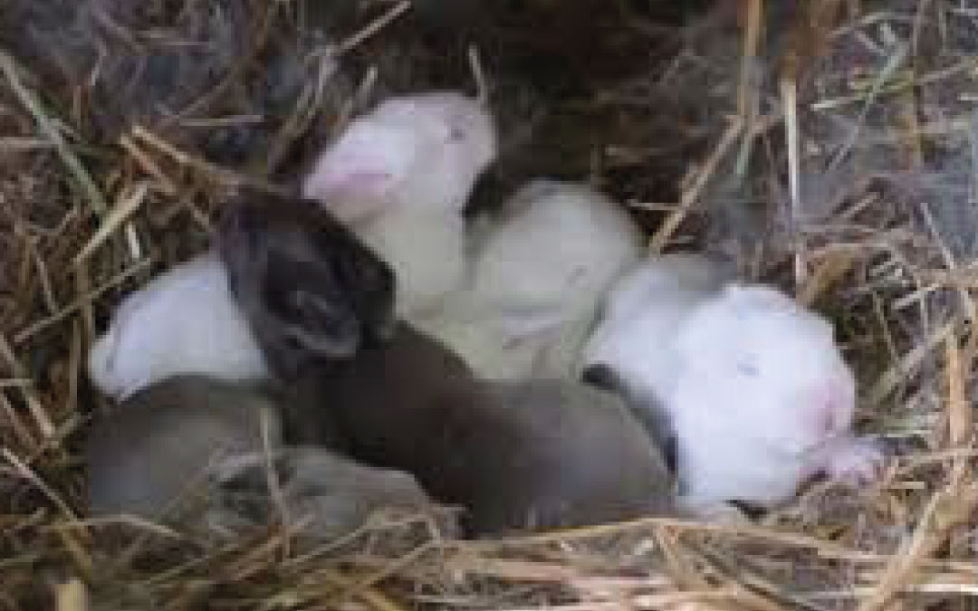 5 CURIOSIDADES sobre filhotes de COELHOS!