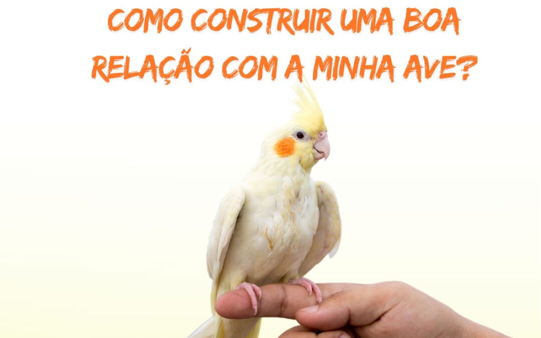 Como fazer amizade com sua ave