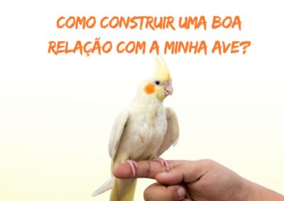 Como fazer amizade com sua ave