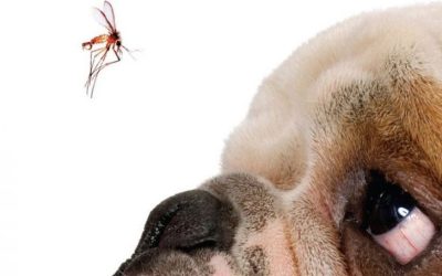 Verme do Coração: a Dirofilariose Canina
