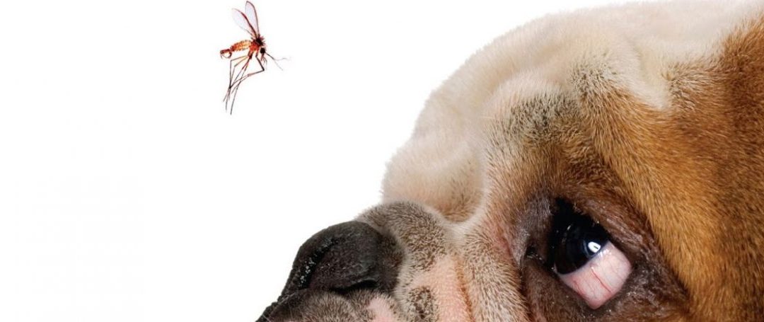 Verme do Coração: a Dirofilariose Canina