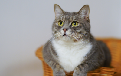 FELV (Vírus da Leucemia Felina)