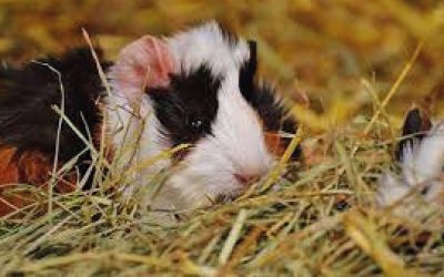 O que é feno? e porquê ele é tão importante na alimentação de roedores e lagomorfos.
