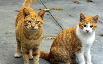 FIV (Vírus da Imunodeficiência felina)