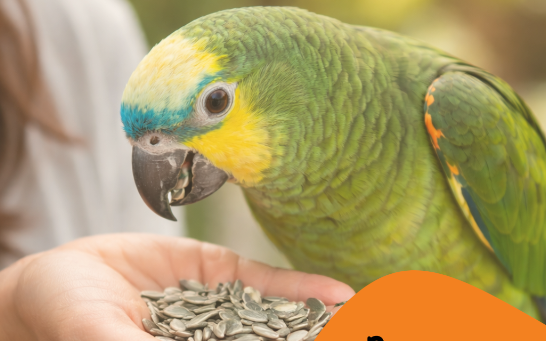 Por que o girassol faz mal para o meu papagaio?