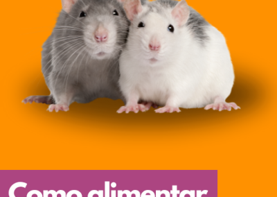 Como Alimentar meus Ratos