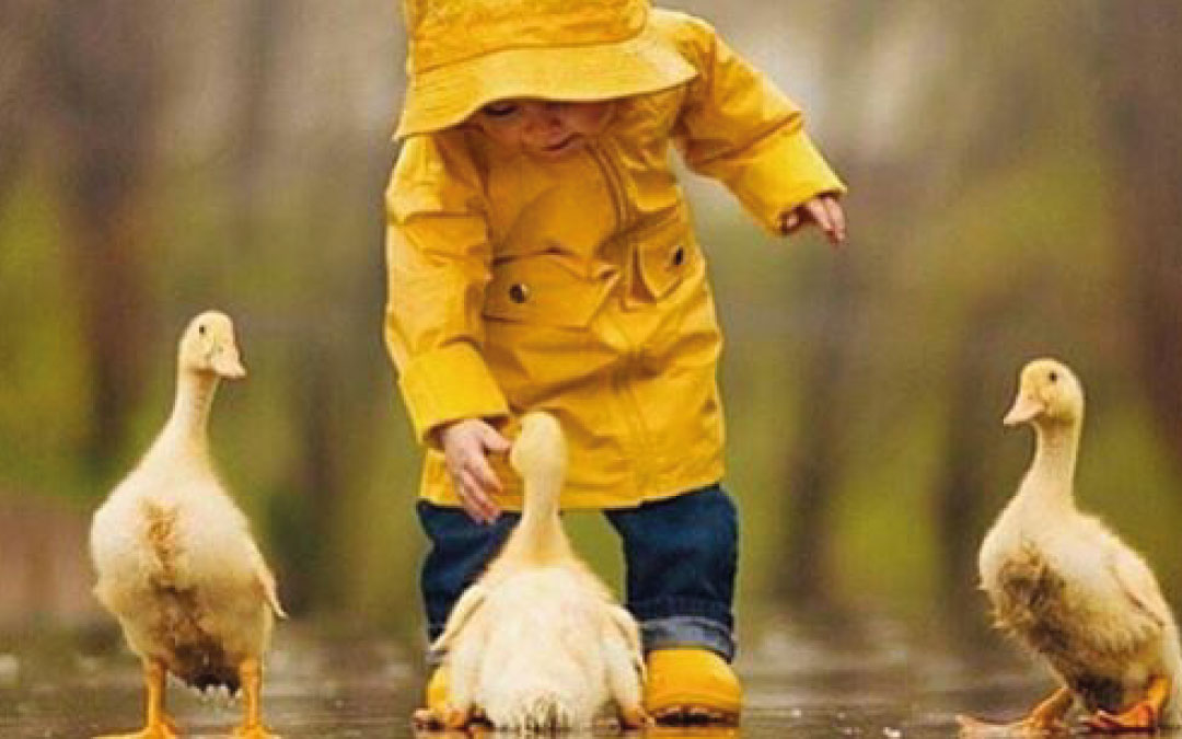 Um pato de estimação? Entenda os cuidados que se deve ter.