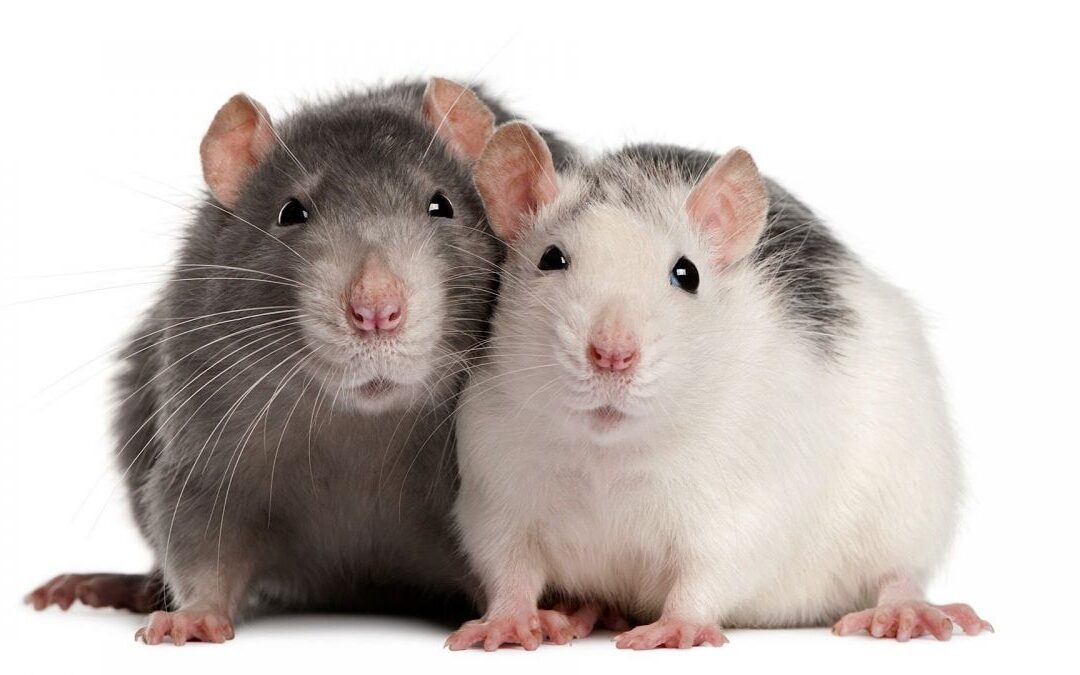 Rato Twister: Curiosidades!