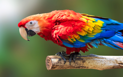 Animais Silvestres – Por quê Comprá-los Legalmente?