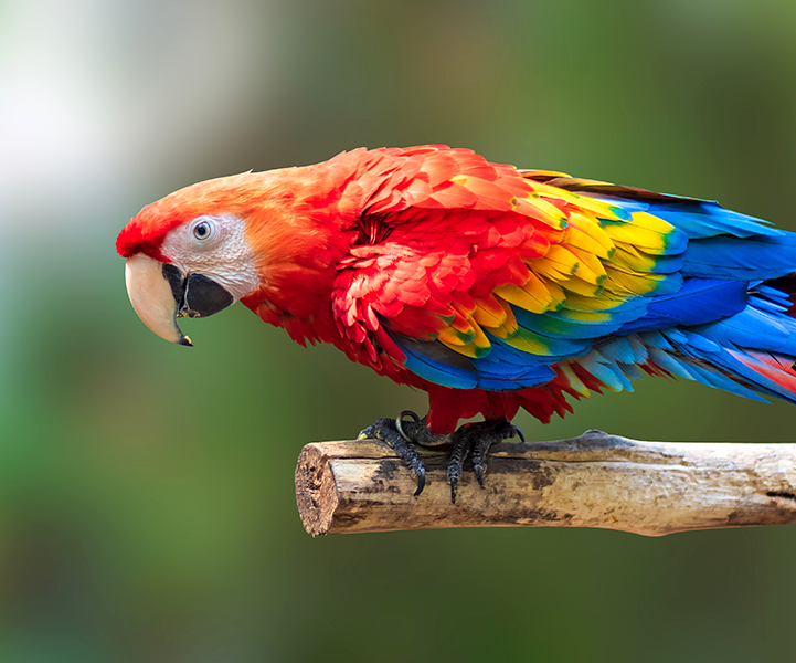 Animais Silvestres – Por quê Comprá-los Legalmente?