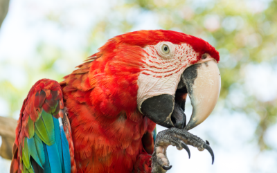 Animal Silveste também pode ser Pet
