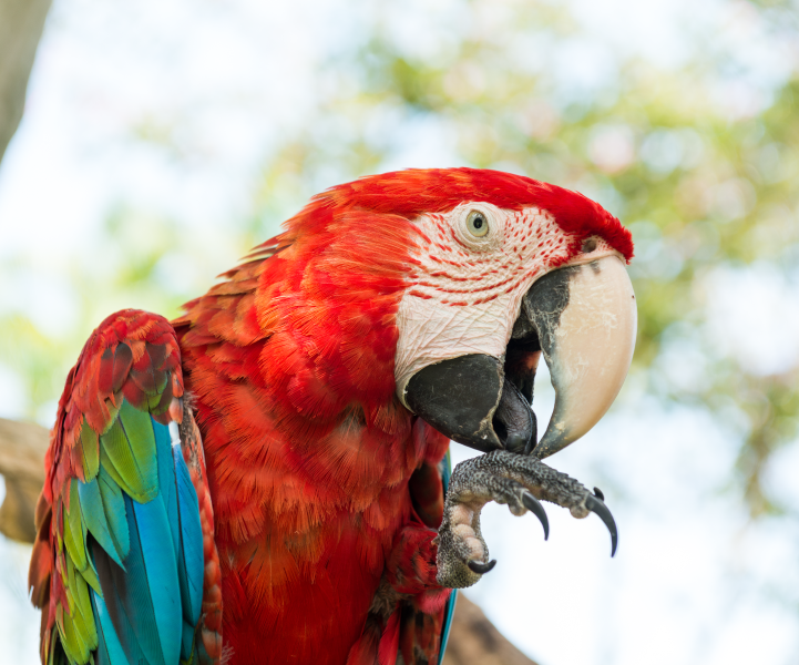 Animal Silveste também pode ser Pet