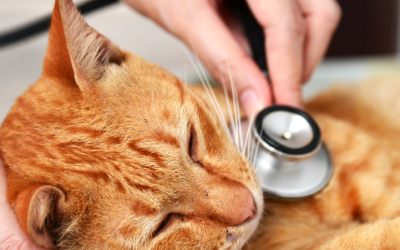 Giardíase em Cães e Gatos