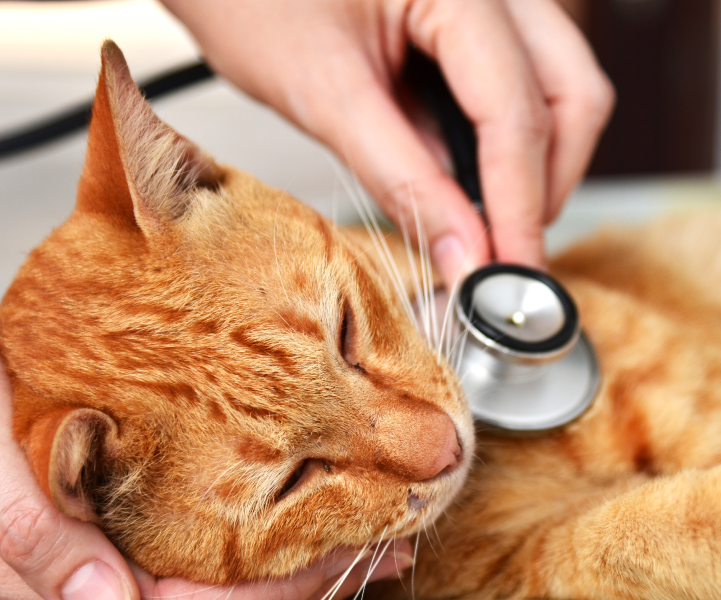 Giardíase em Cães e Gatos