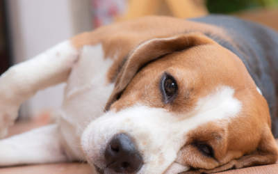 Gripe Canina
