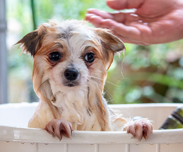 Importância do Banho e Tosa