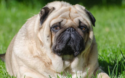 Campanha Contra Obesidade em Cães