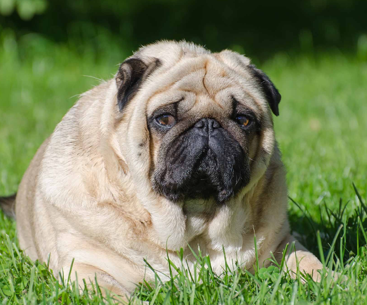 Campanha Contra Obesidade em Cães